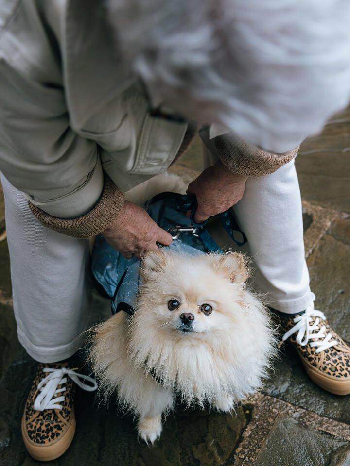 a small white dog with a leash being held by a person